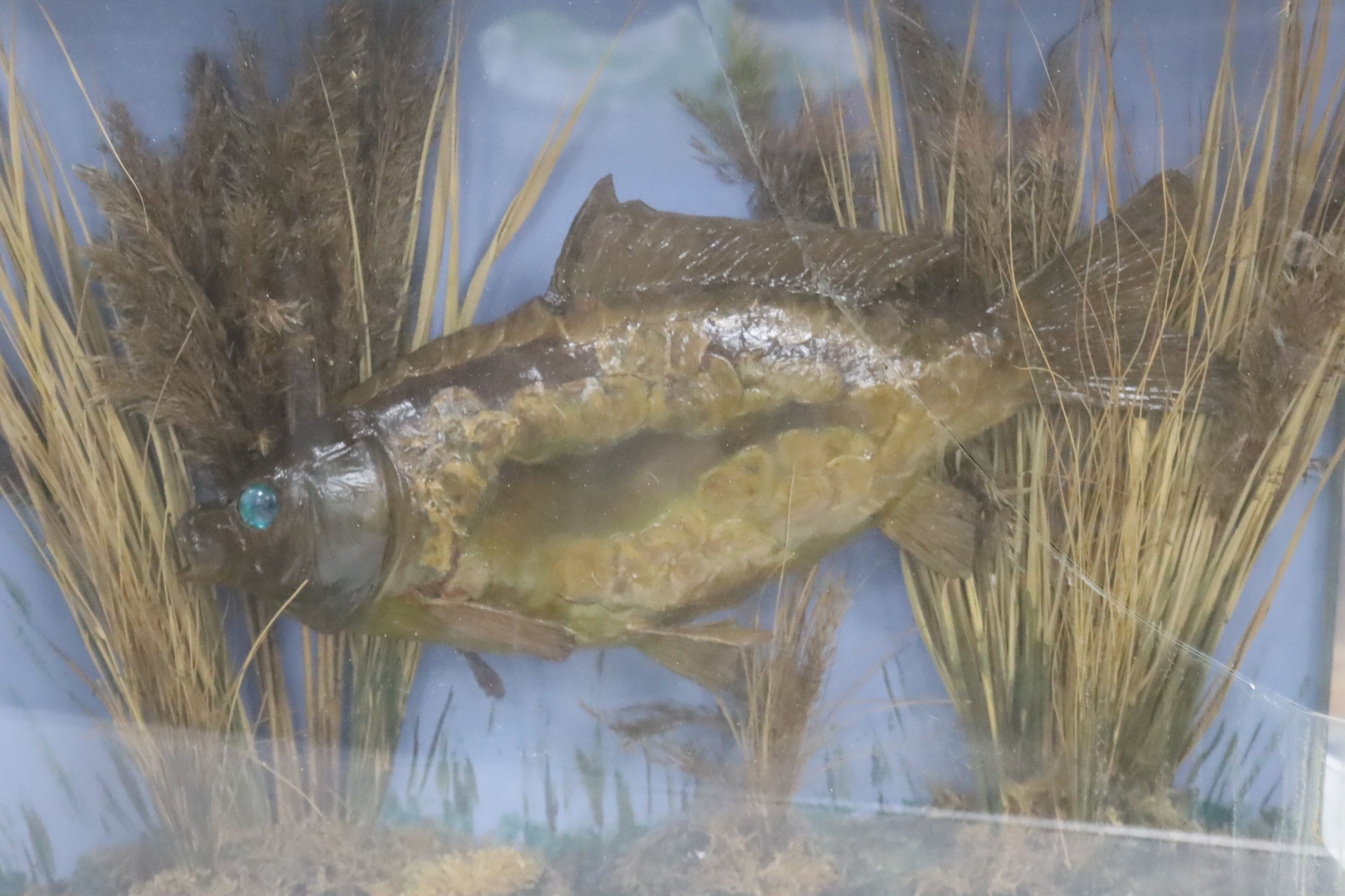 Three cased taxidermic fish, largest 60 x 47cm